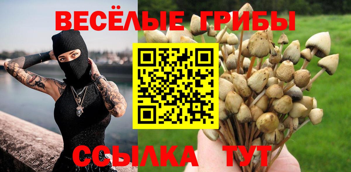 Псилоцибиновые грибы Cubensis Черняховск