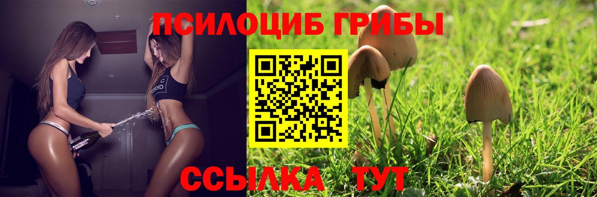 Черняховск  Псилоцибиновые грибы Cubensis  Галлюциногенные грибы Cubensis  Вход с VPN 